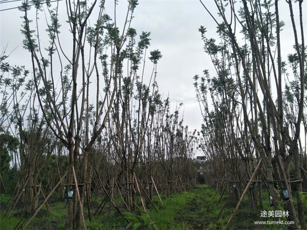 四川哪有種植批發(fā)彩葉樹(shù)的基地？
