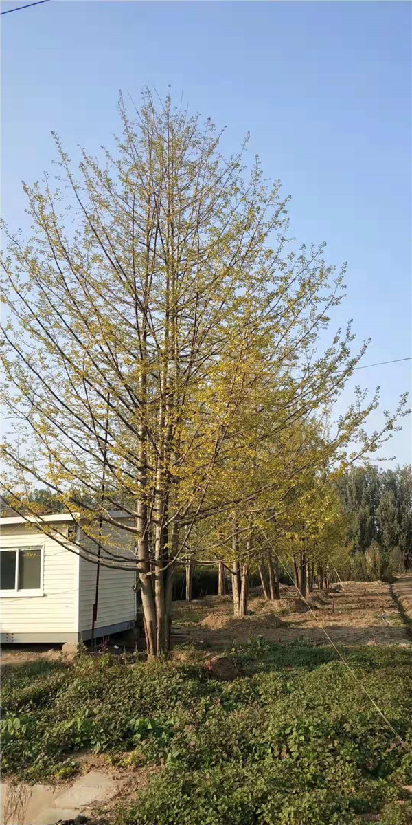 叢生銀杏樹(shù)圖片