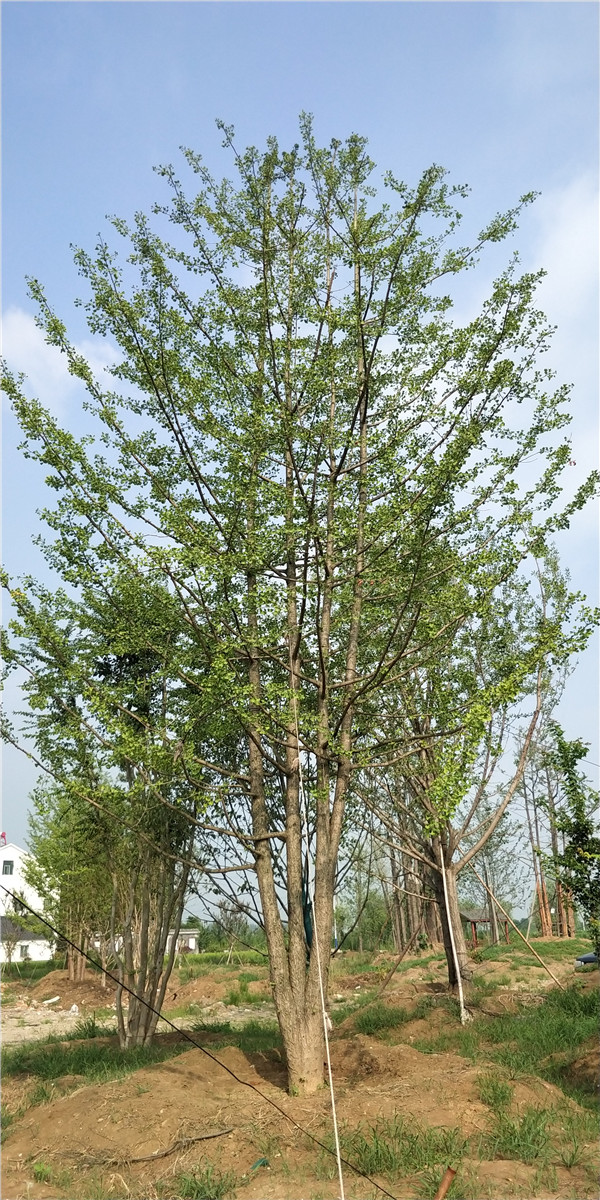 叢生銀杏樹(shù)圖片