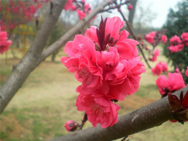 碧桃6月份可以種植嗎？