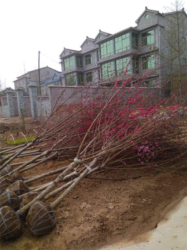 碧桃6月份可以種植嗎？