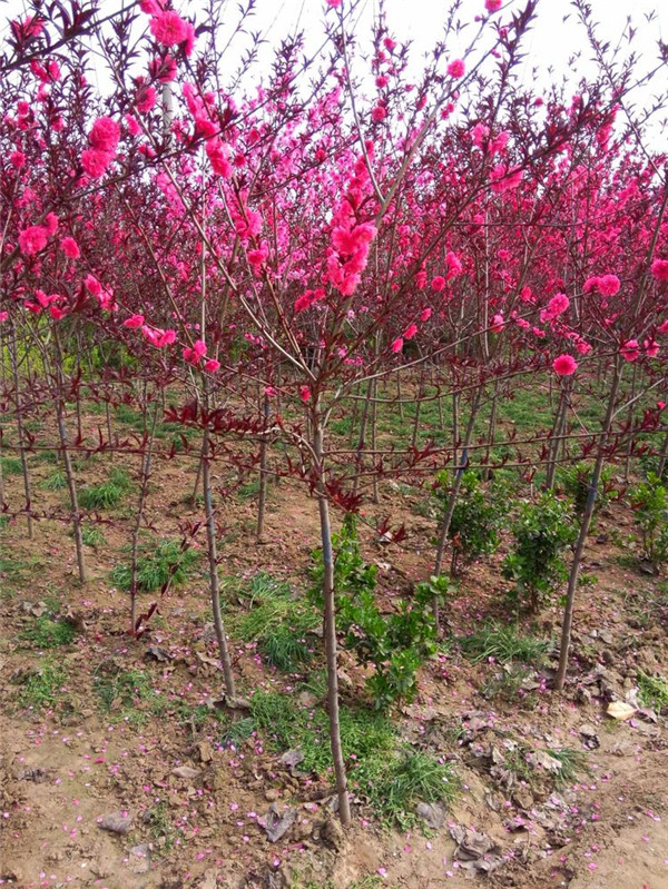 碧桃6月份可以種植嗎？