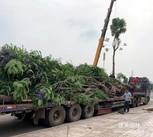 落葉喬木的樹種有哪些？
