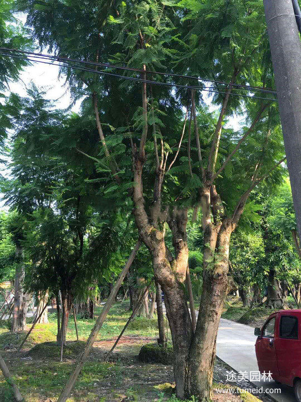 15-25公分藍(lán)花楹怎么賣？15公分1500元特價(jià)處理