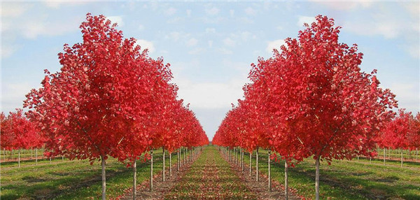 紅楓圖片