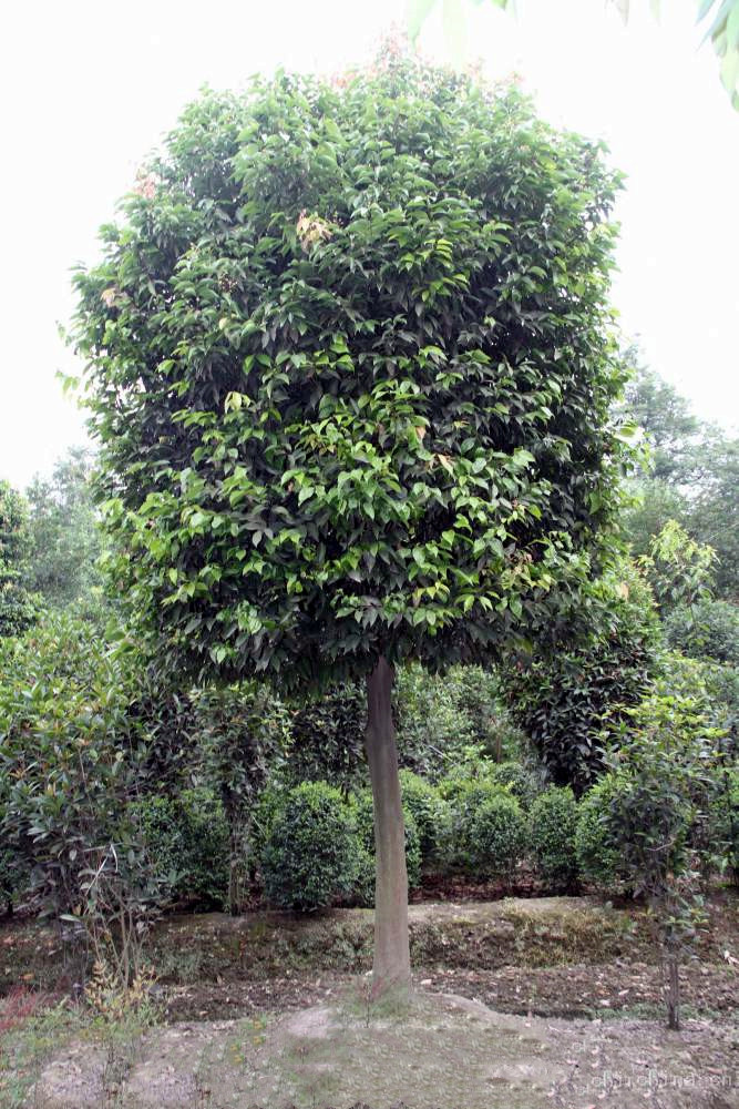 怎樣管理天竺桂，天竺桂有何經(jīng)濟(jì)價(jià)值？