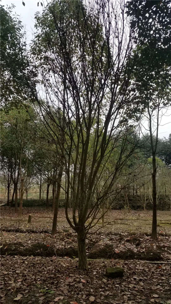 楓樹(shù)圖片